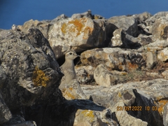 Charadrius morinellus