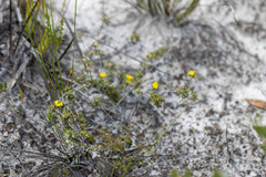 Hibbertia depressa