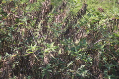 Ambrosia ambrosioides