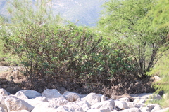 Ambrosia ambrosioides