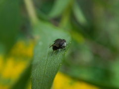 Ephydridae