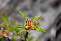 Hibbertia depressa