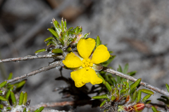 Hibbertia depressa