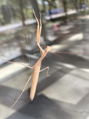 Mantis religiosa