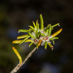 Hibbertia depressa