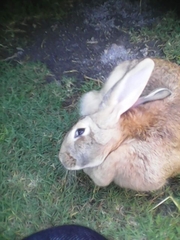 Oryctolagus cuniculus domesticus