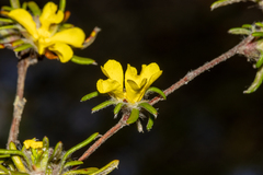 Hibbertia depressa