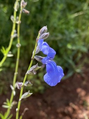 Salvia reptans