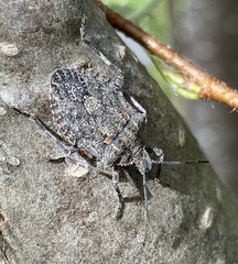 Brochymena quadripustulata