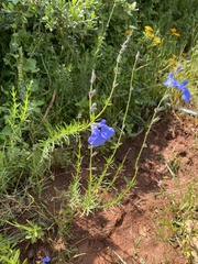 Salvia reptans