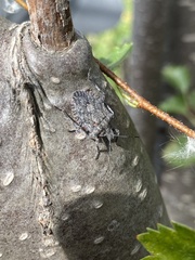 Brochymena quadripustulata