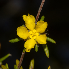 Hibbertia depressa
