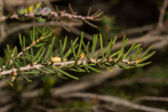 Gompholobium scabrum