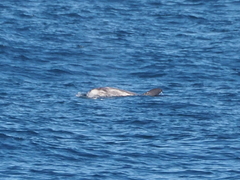 Grampus griseus