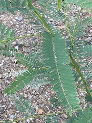 Sesbania vesicaria