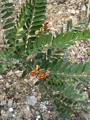 Sesbania vesicaria
