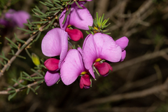 Gompholobium scabrum