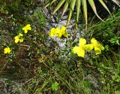 Hypericum tetrapetalum