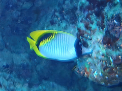 Chaetodon lineolatus