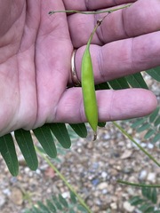 Sesbania vesicaria
