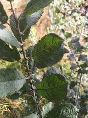 Salix aurita