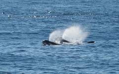 Orcinus orca