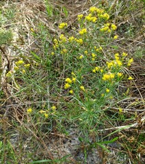 Euthamia caroliniana