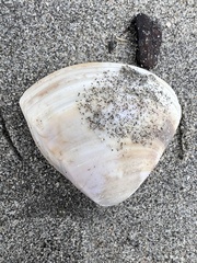 Crassula aequilatera