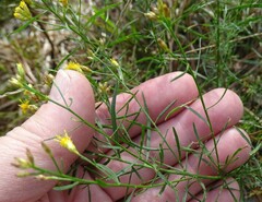 Euthamia caroliniana