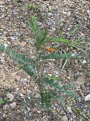 Sesbania vesicaria
