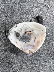 Crassula aequilatera