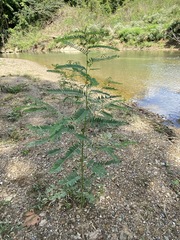 Sesbania vesicaria