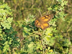 Libytheana carinenta mexicana