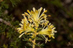 Petrophile serruriae