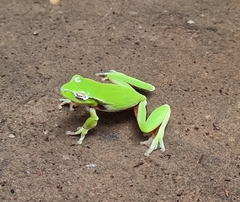 Ranoidea phyllochroa