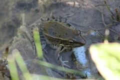 Lithobates berlandieri
