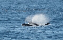 Orcinus orca