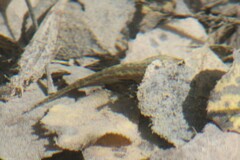 Lithobates berlandieri