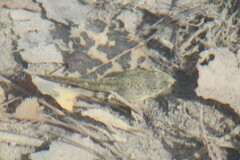 Lithobates berlandieri