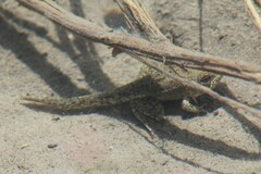 Lithobates berlandieri