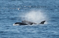 Orcinus orca