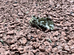 Autographa corusca