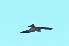 Milvus migrans parasitus