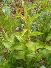 Epipactis gigantea