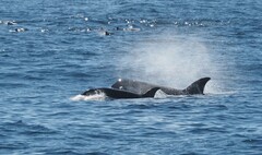 Orcinus orca