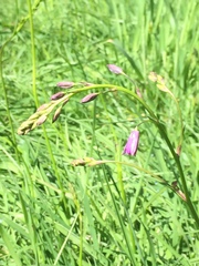 Arthropodium strictum