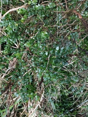 Metrosideros diffusa