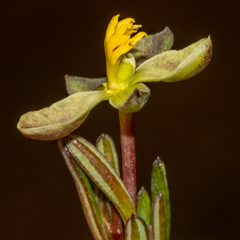 Hibbertia gracilipes
