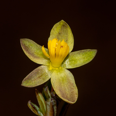 Hibbertia gracilipes