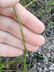 Polygala longicaulis